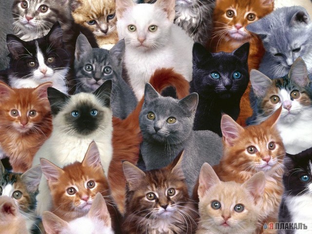 Коты, кошки, котята