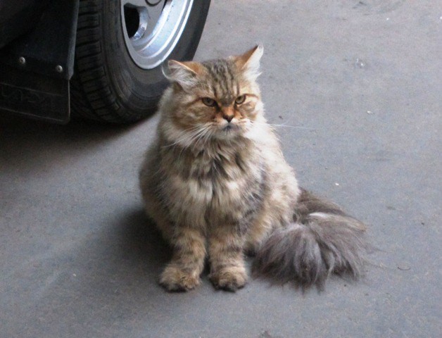 Письмо бездомного кота бывшей хозяйке