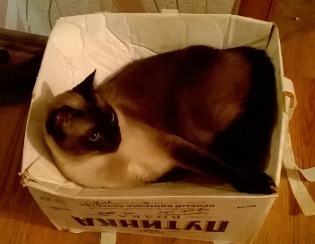 Котовторник 21.06.16