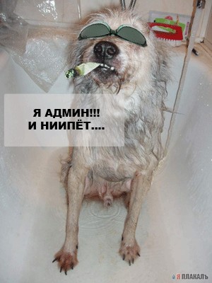 Как заставить мужа выгулять собаку