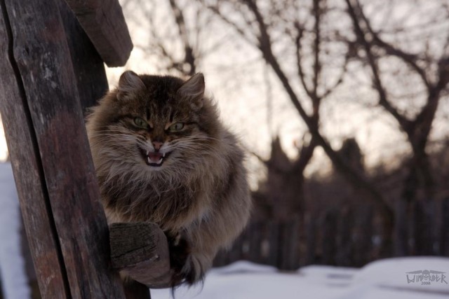 Выставка кошаков "Звезда Амур" (19 фото)