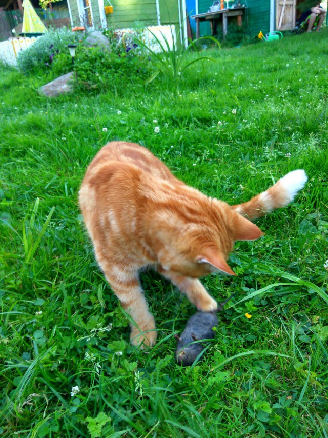 Котовторник 04.10.16