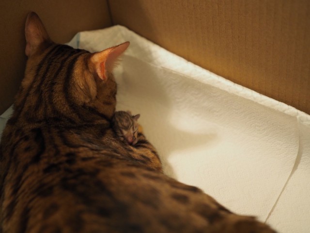 Коты и Кошки