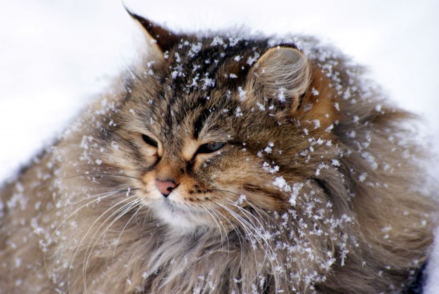 Коты и Кошки