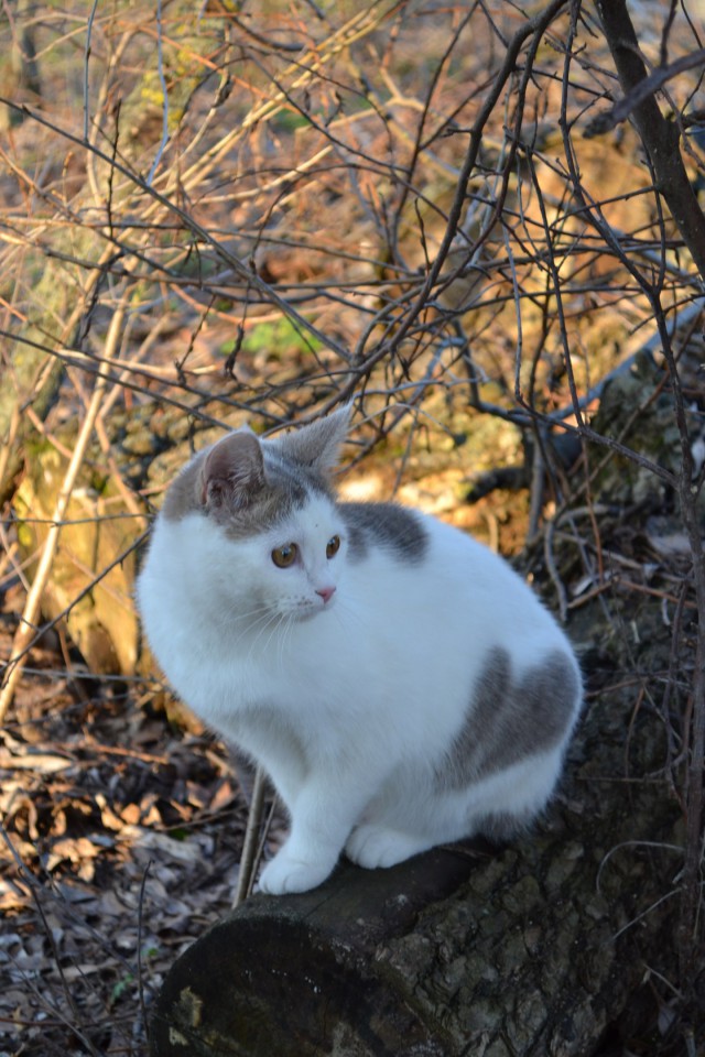 Коты и Кошки