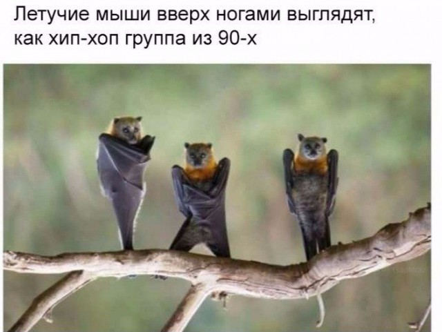 Подборка забавных животных