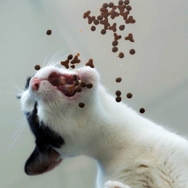 Коты и Кошки