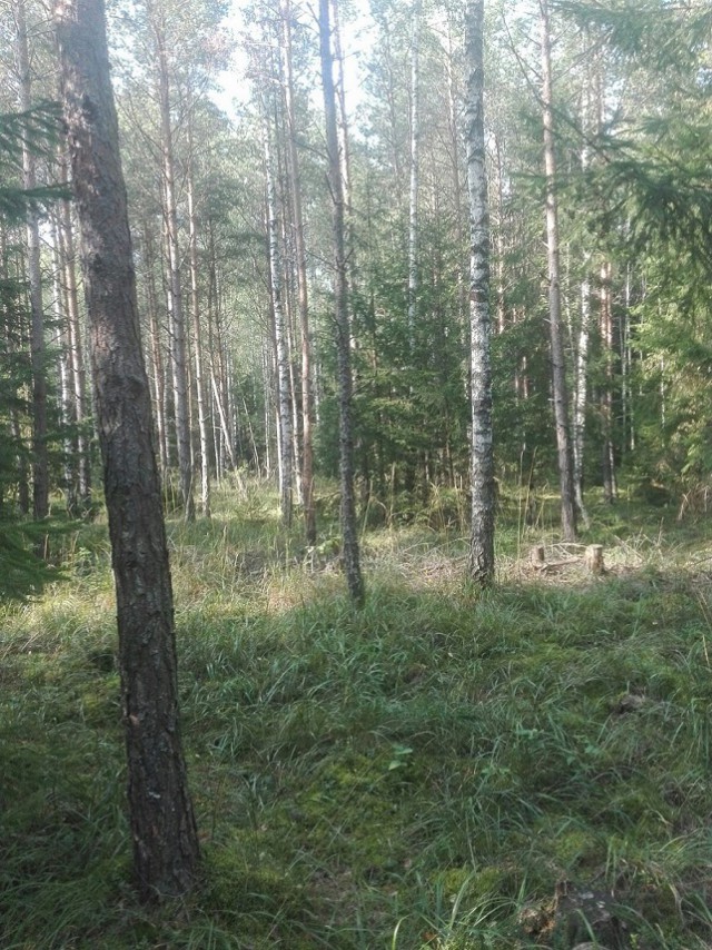 Лето - это маленькая жизнь