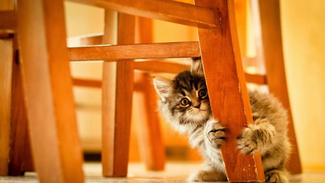 Коты и Кошки