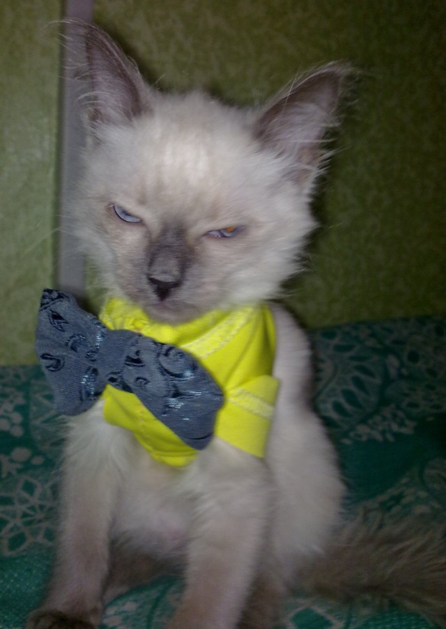 Коты и Кошки