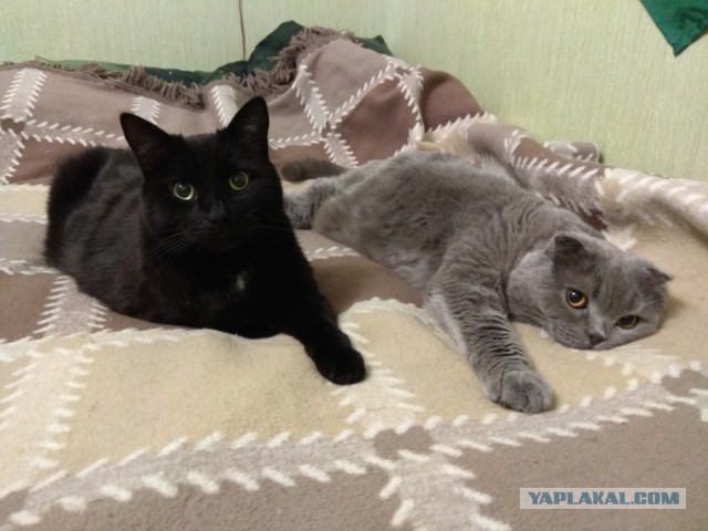Котовторник  19.12.2017