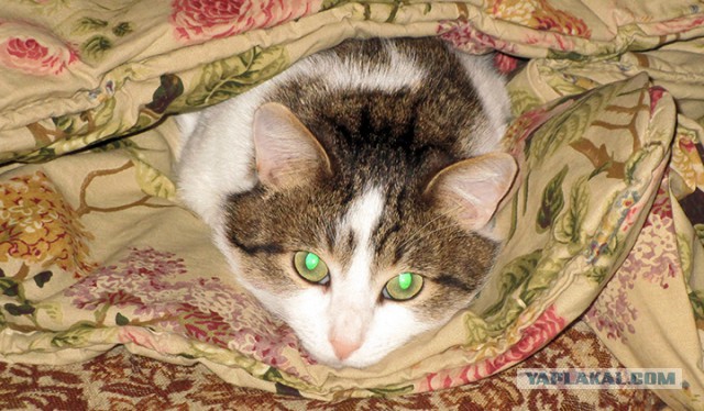 Котовторник  13.02.2018