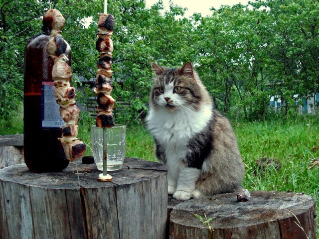 Прикольных котов пост