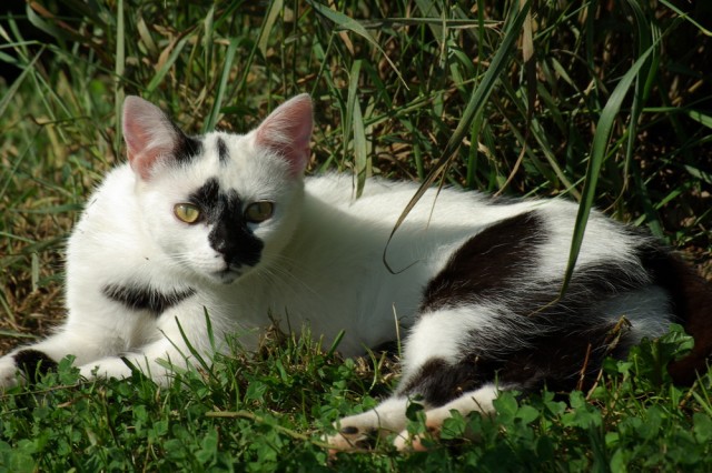 Коты на вторник на ЯПлакалъ (07.10.2008)