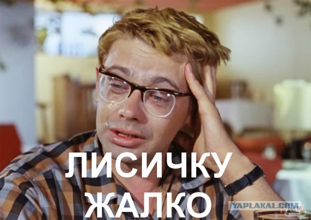 Как я с лисой воевал