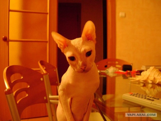 Ну и где ваш котовторник?
