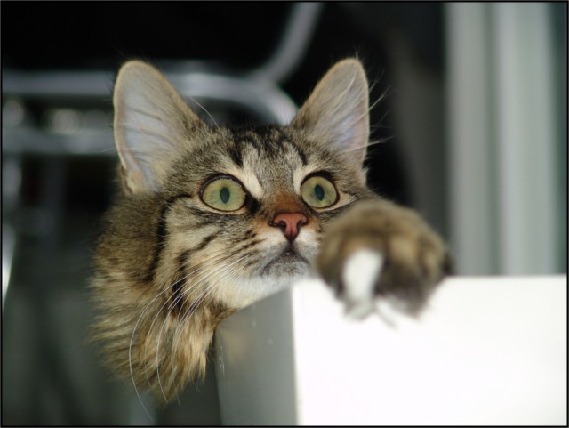 Котовторник (31.01.2012)