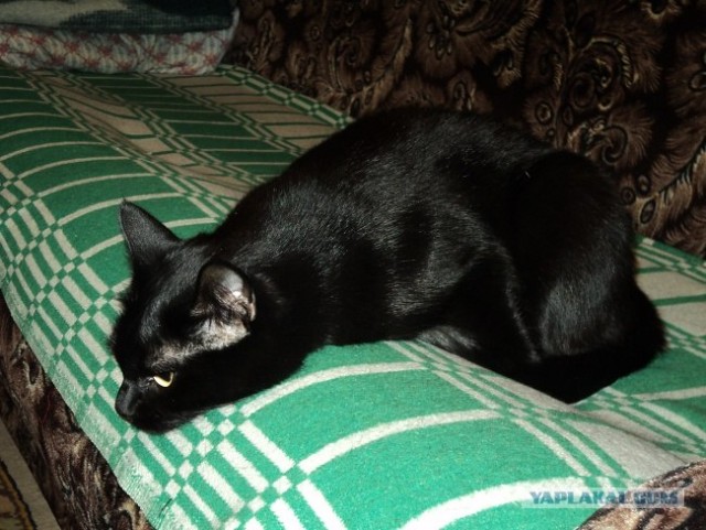 Котовторник  12. 06. 2012
