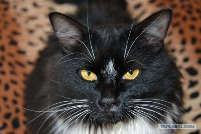 Котовторник 11.09.2012