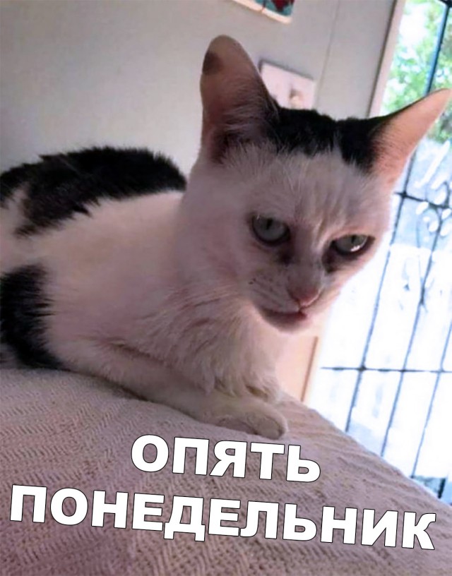 Картинки из ваших энторнетов