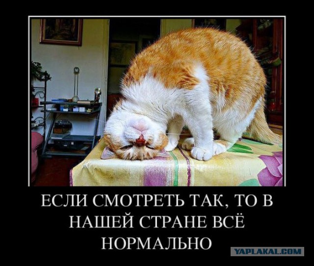 Картинки с котами и про котов