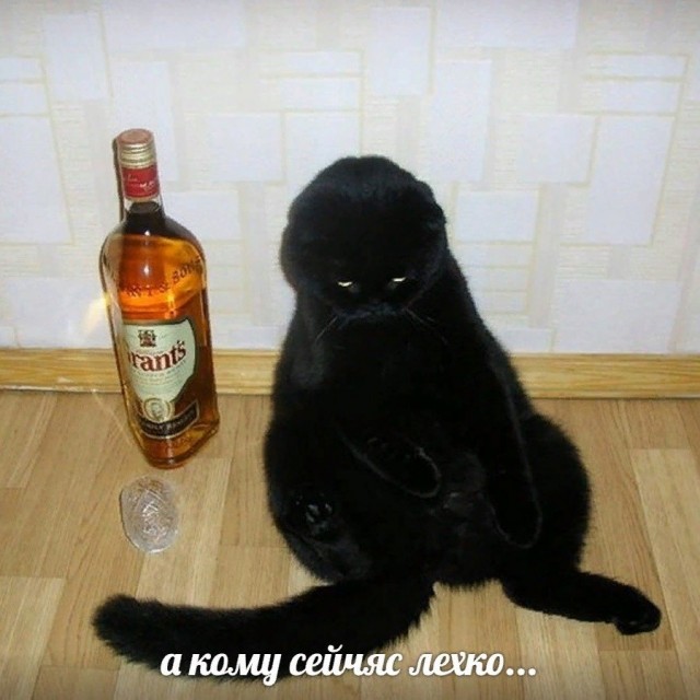 Алкоты