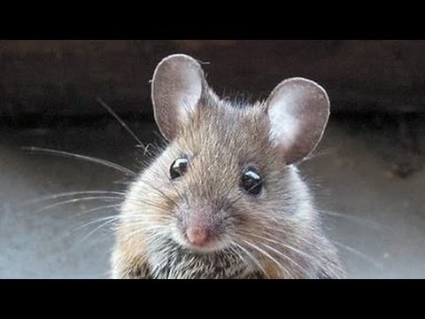Бедная мышь