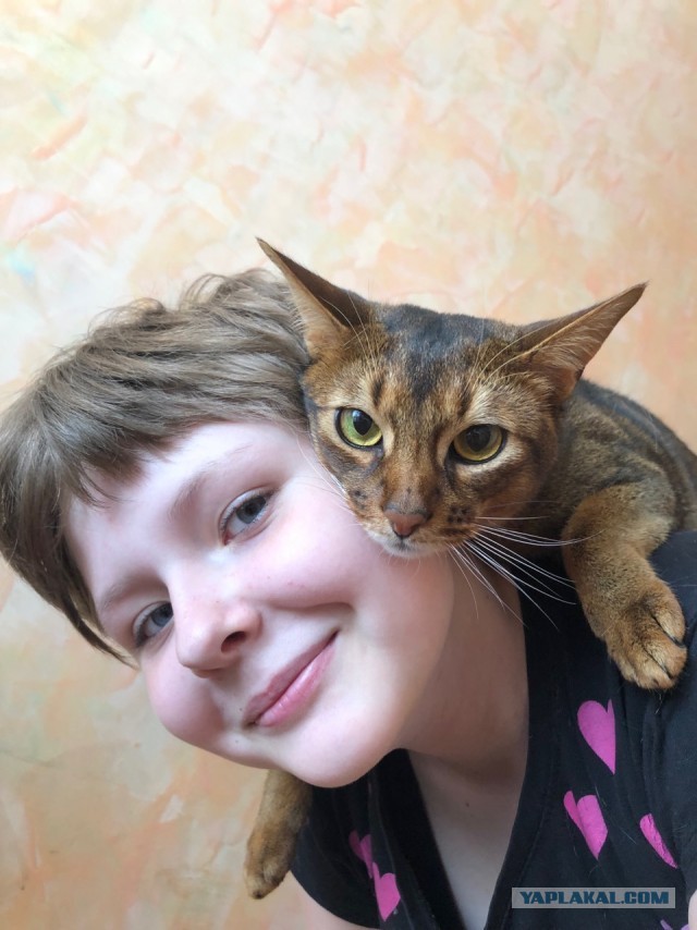 8 основных законов котиков