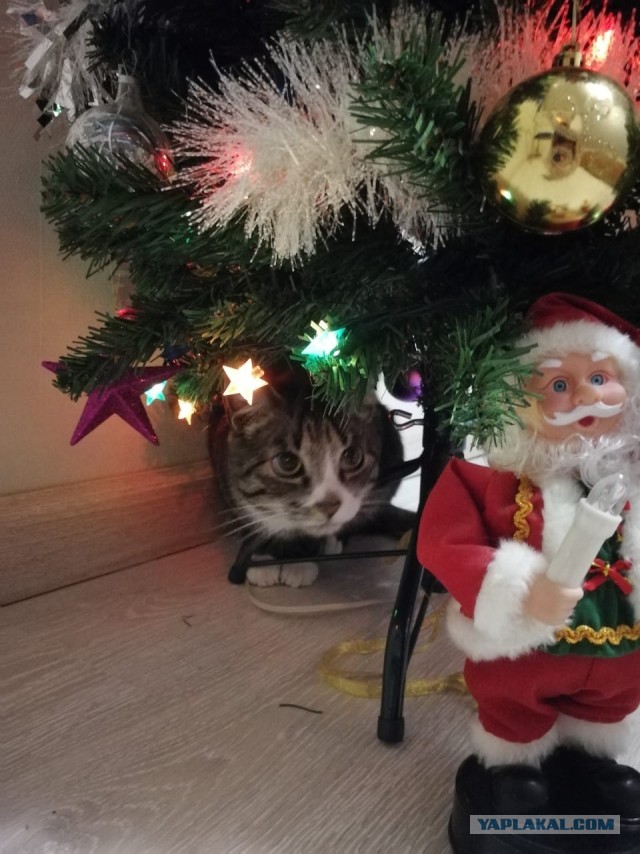 Котовторник *новогодний* 31/12/2019