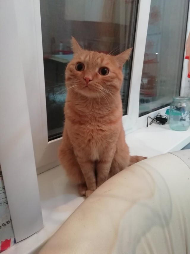 Забавные картинки с котами из сети