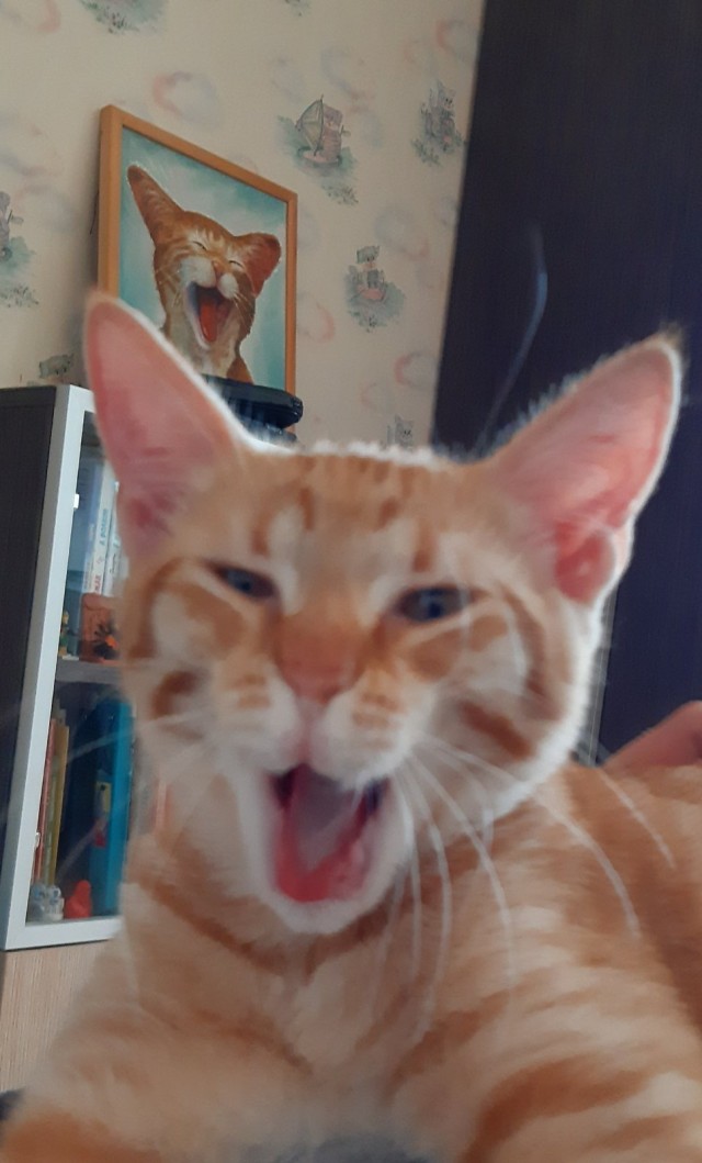 ̶К̶о̶р̶о̶н̶  Котовторник!