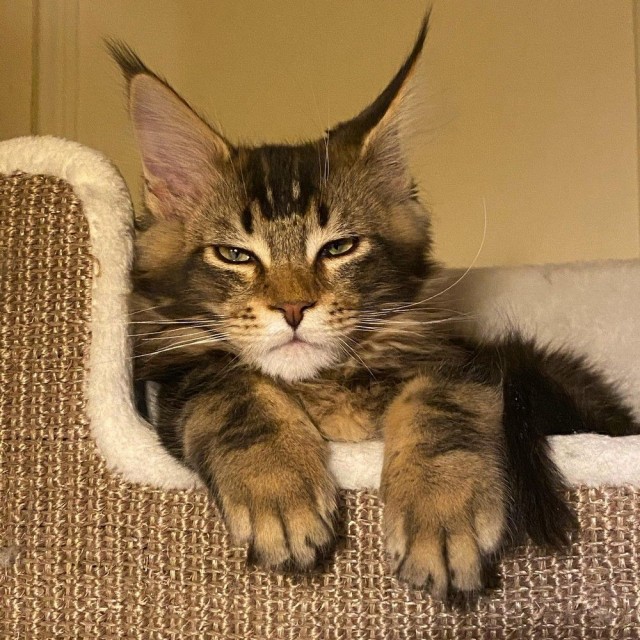 Коты из сети