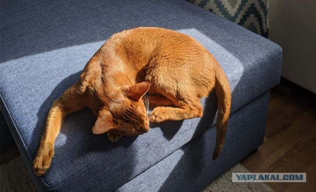 Коты, которые нас порадовали!