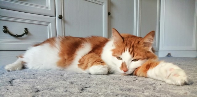 Котовторник 17.11.20