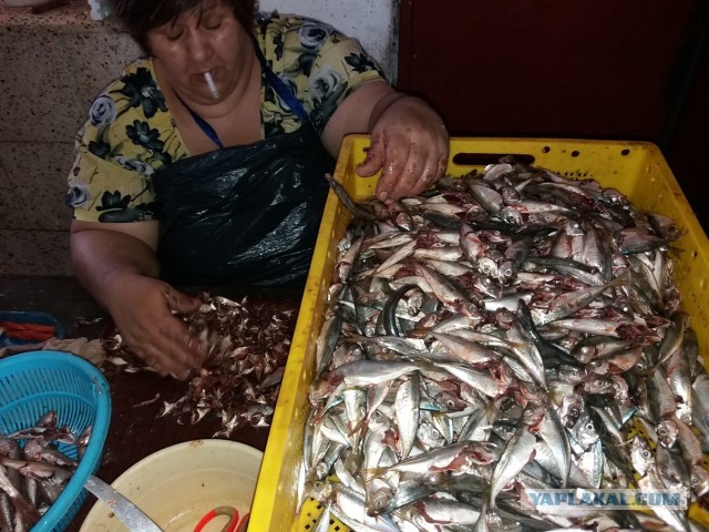 Килька: Селёдка, ставшая культовой в СССР. Её ловят по 600 тысяч тонн в год, а она не кончается. Как так?