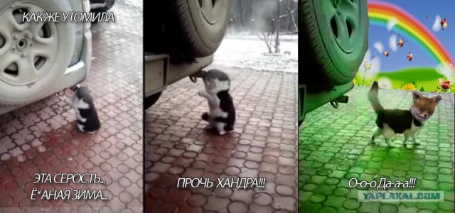 Кошак токсикоман