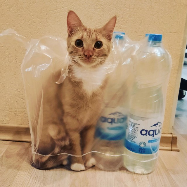 К котовторнику