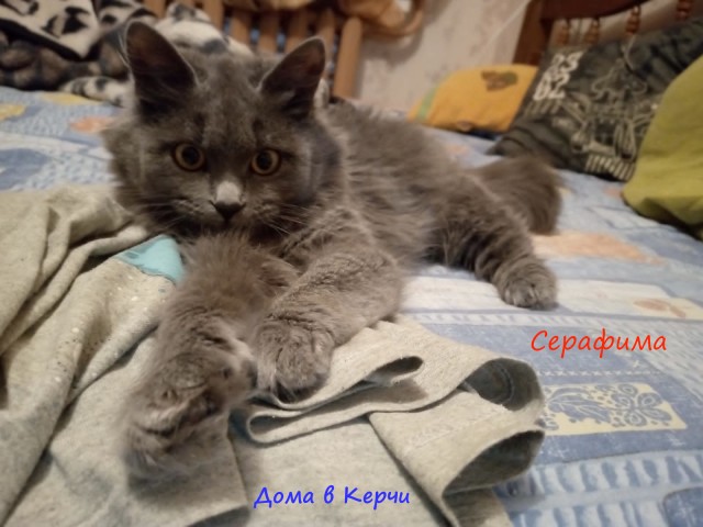 Жизнь домашнего приюта "Котоленд" 310