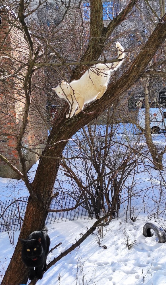 Котовторник. Февраль