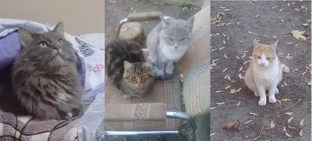 Котовторниковское