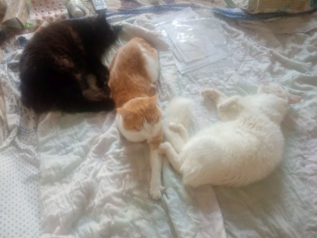 Котовторник вроде.