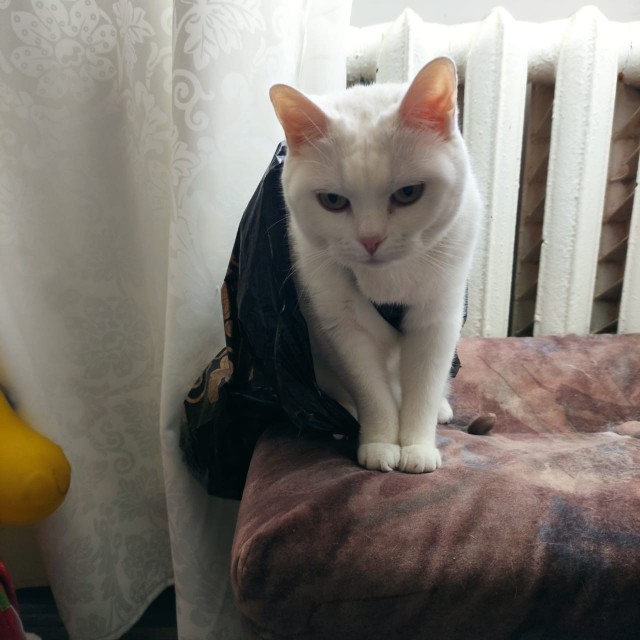 Ну, поехали в котоввторник!
