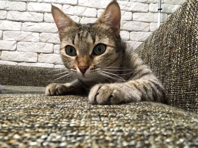 Котовторник