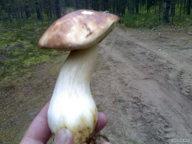 Грибные места