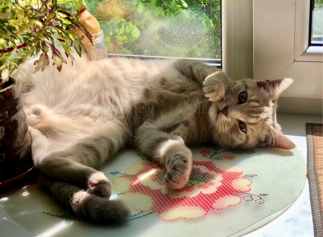 А вот и котовторник 24.05.2022