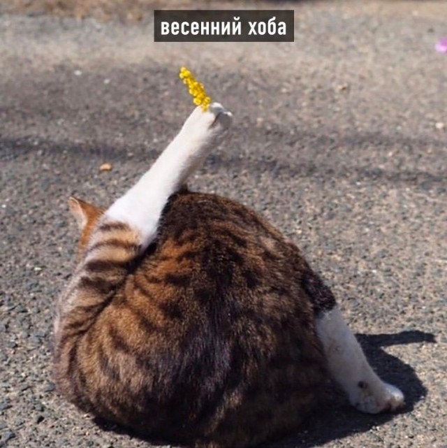 Виды хоба