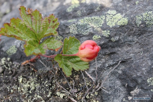 Кольский полуостров