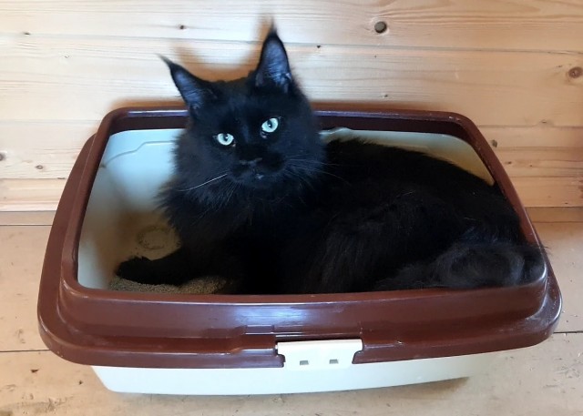 Котовторник 19.07.22