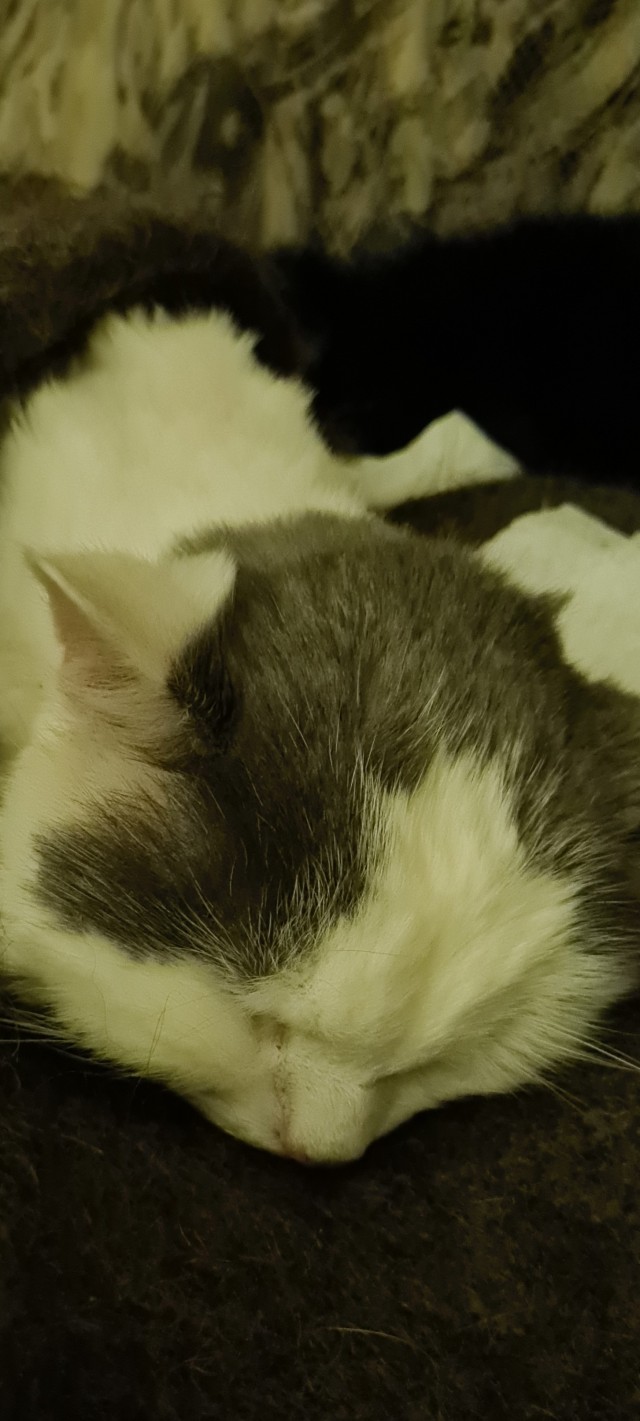 Отдали кота