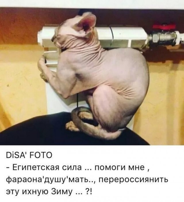 Юмор в картинках и без